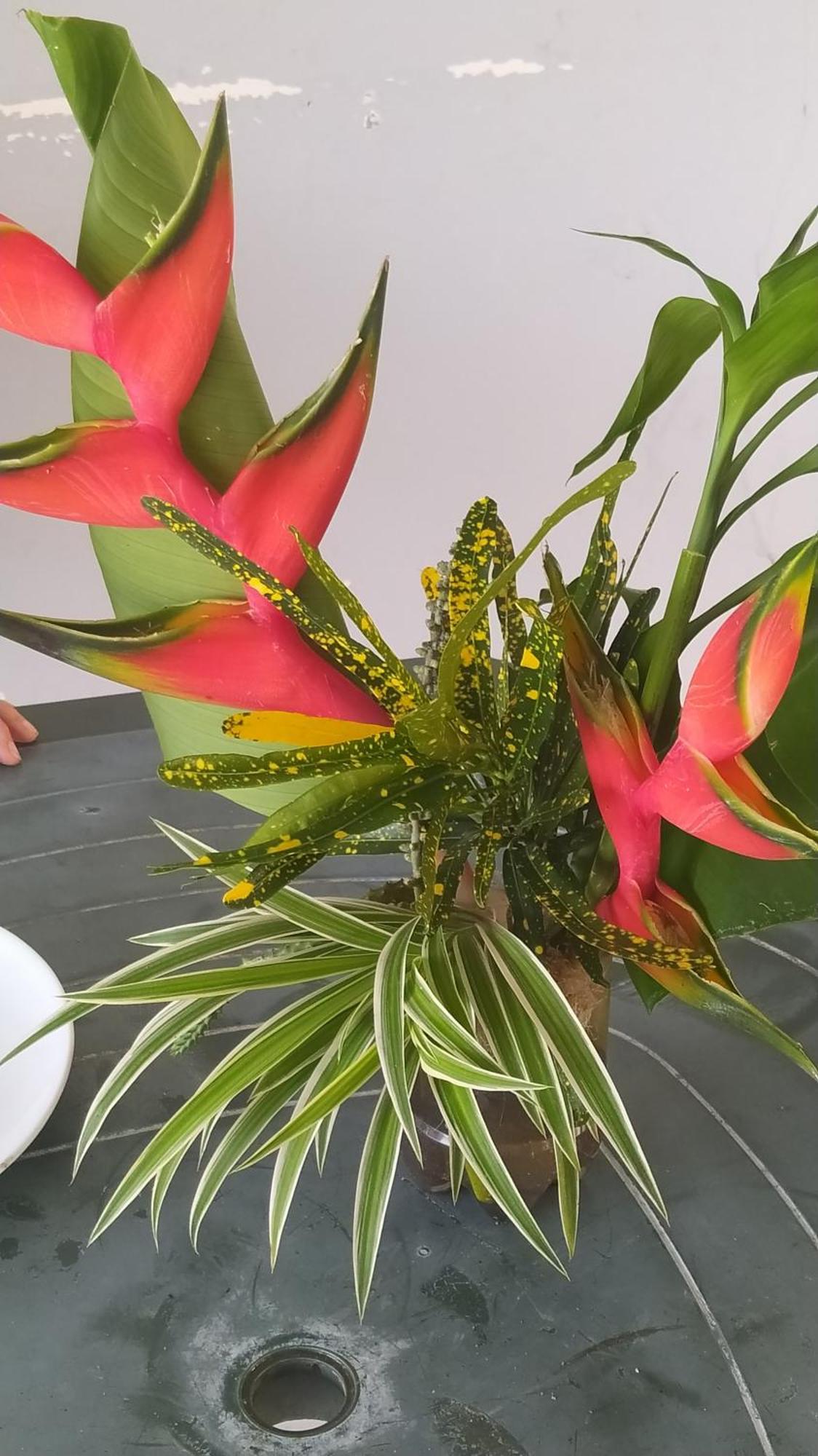 Studio Hibiscus Sainte-Anne Ngoại thất bức ảnh